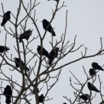 black crows on tree in winter