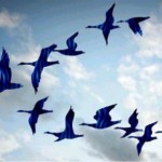 blue-geese-flying1