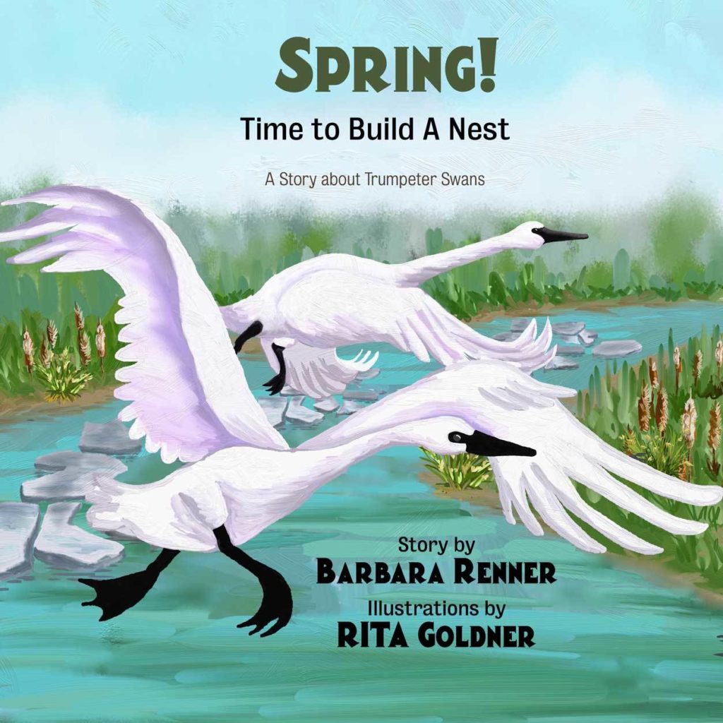 Spring! Time to Build a Nest, A Story about Trumpeter Swans, illustrated by Rita Goldner