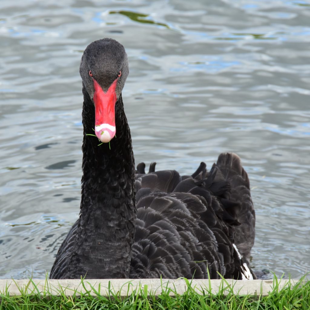 Black Swan in New Zealand