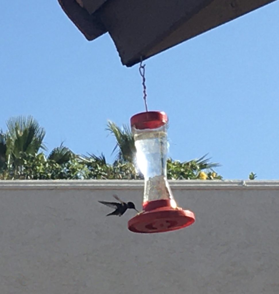 Hummingbird feeder