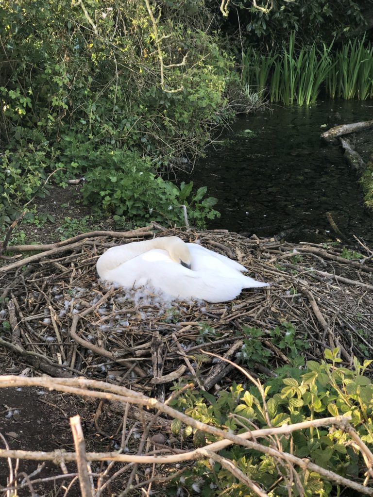 Mute Swan in UK