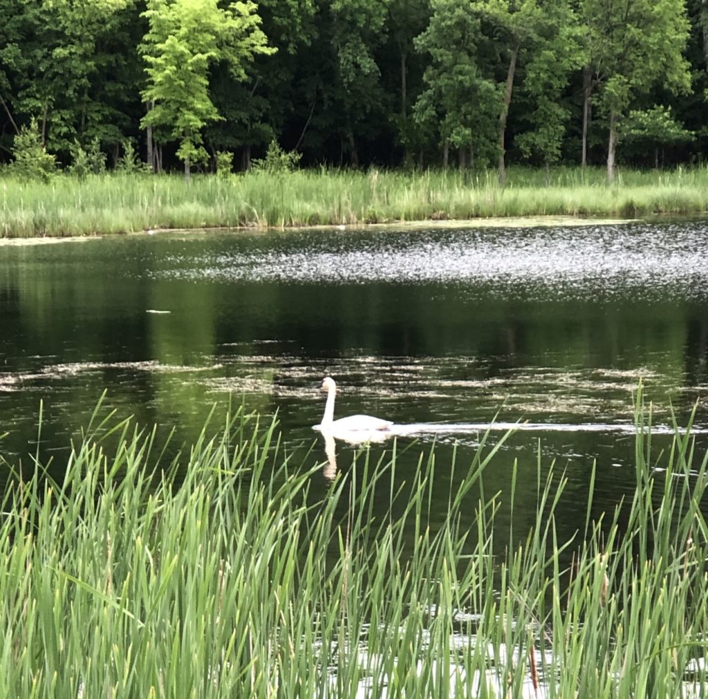 Trumpeter Swan in Minnesota