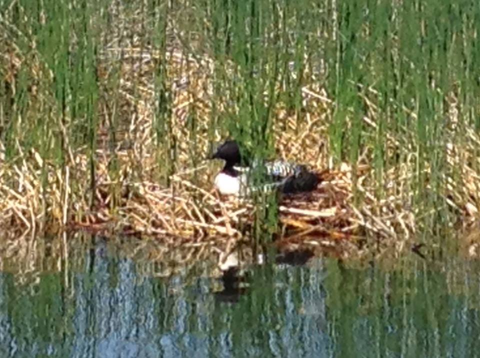 Common Loon on nest in Minnesota