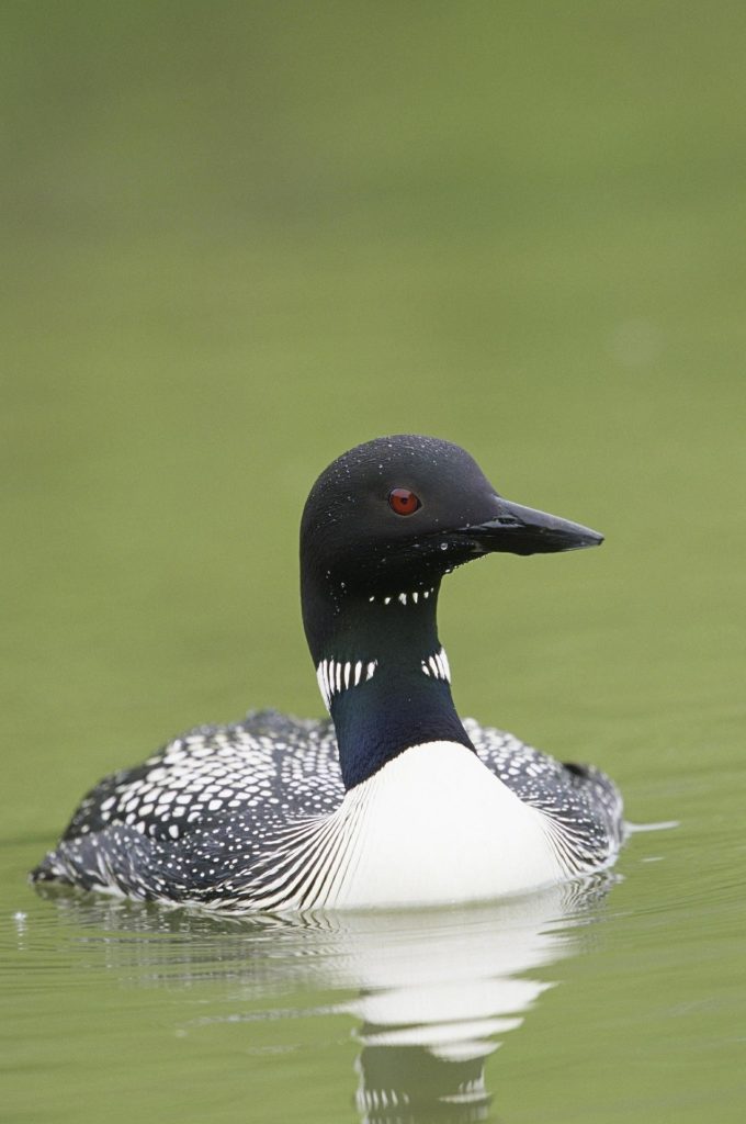 Common Loon