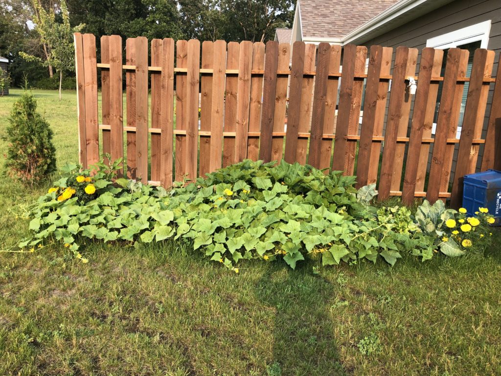 Summer Gardening