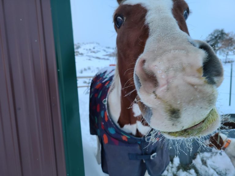 Friendly and lazy horse