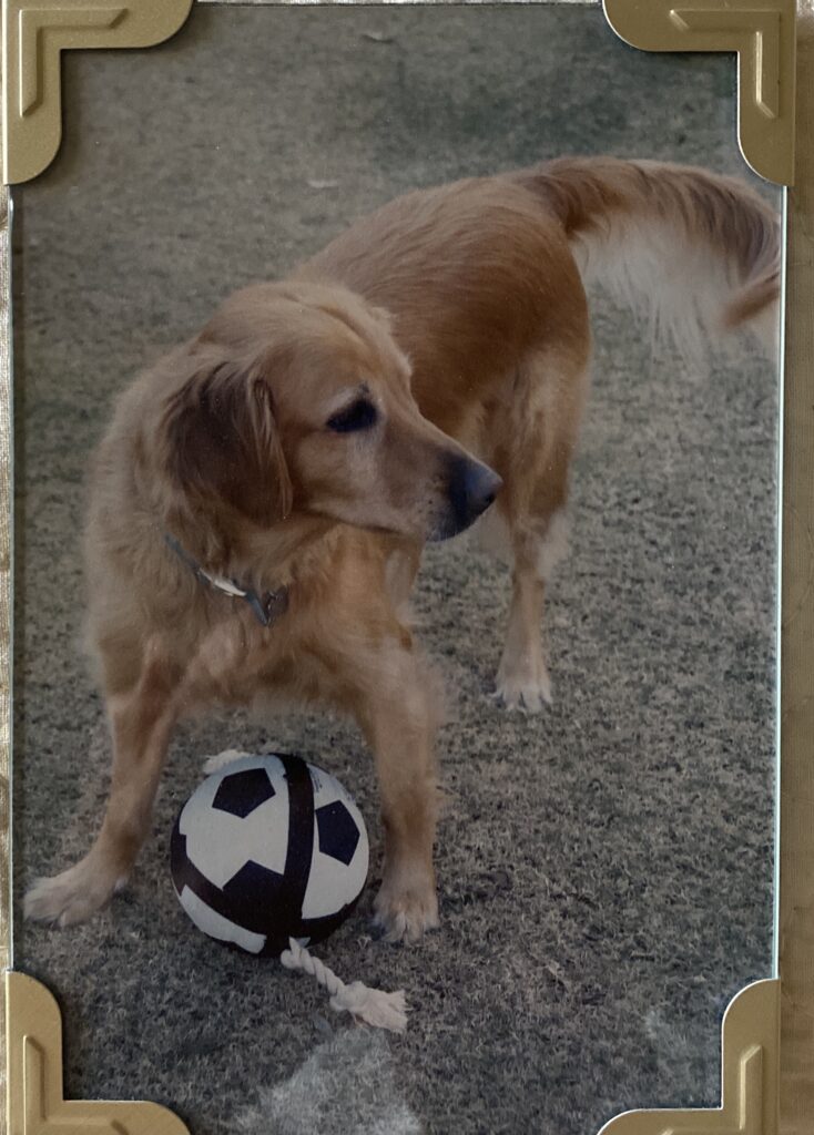 Drusilla aka Drue the Golden Retriever.