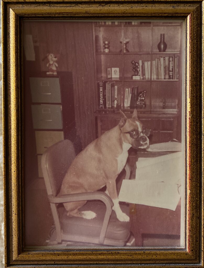 Wood chewing, Katie the Boxer.