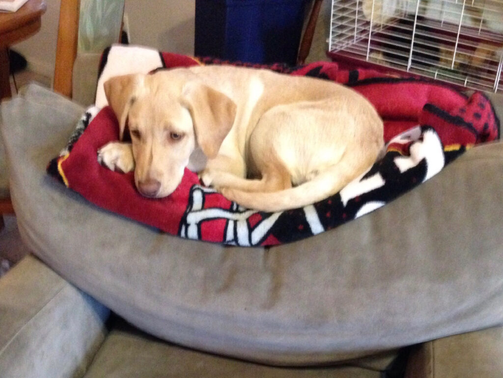 Puppy Larry the Yellow Lab waiting to be adopted.