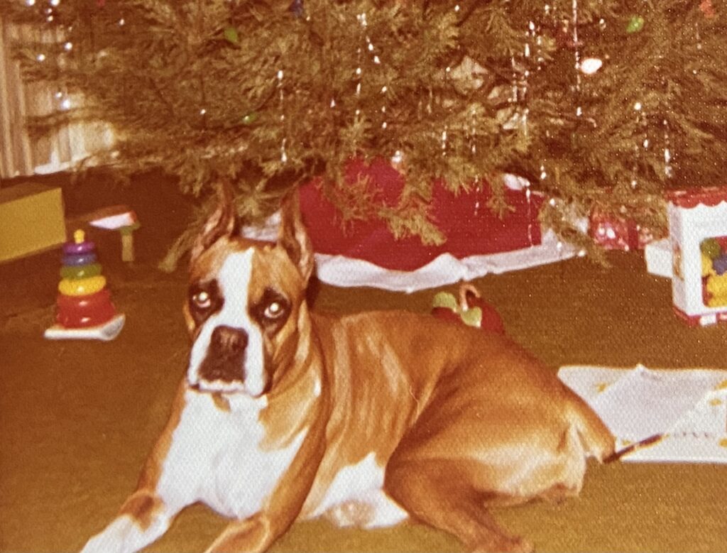 Carrie the Boxer, obedience school drop out.