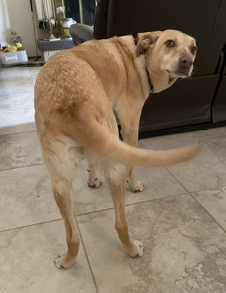 Larry wagging his tail marking The End of Dog Tails.