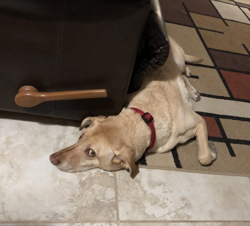 Dog laying by couch