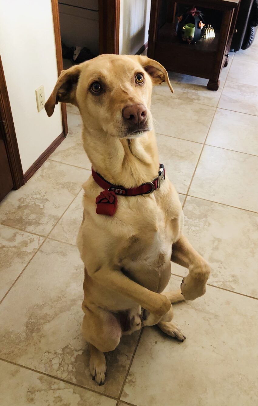 Larry sitting up while being happy.