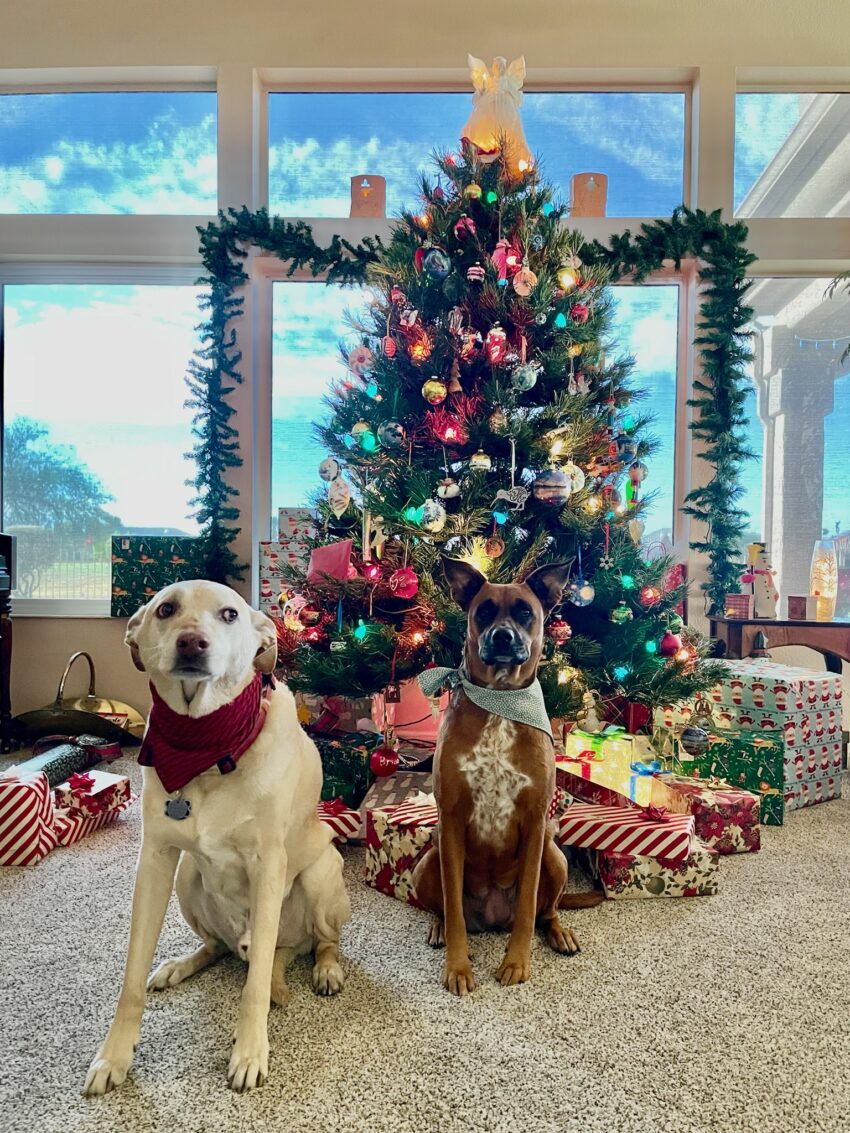 Larry and Ramona sitting in front of the Christmas tree.