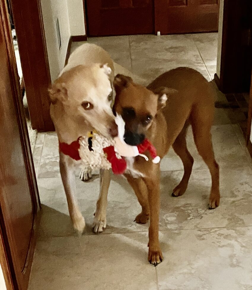 Larry and Ramona sharing a toy