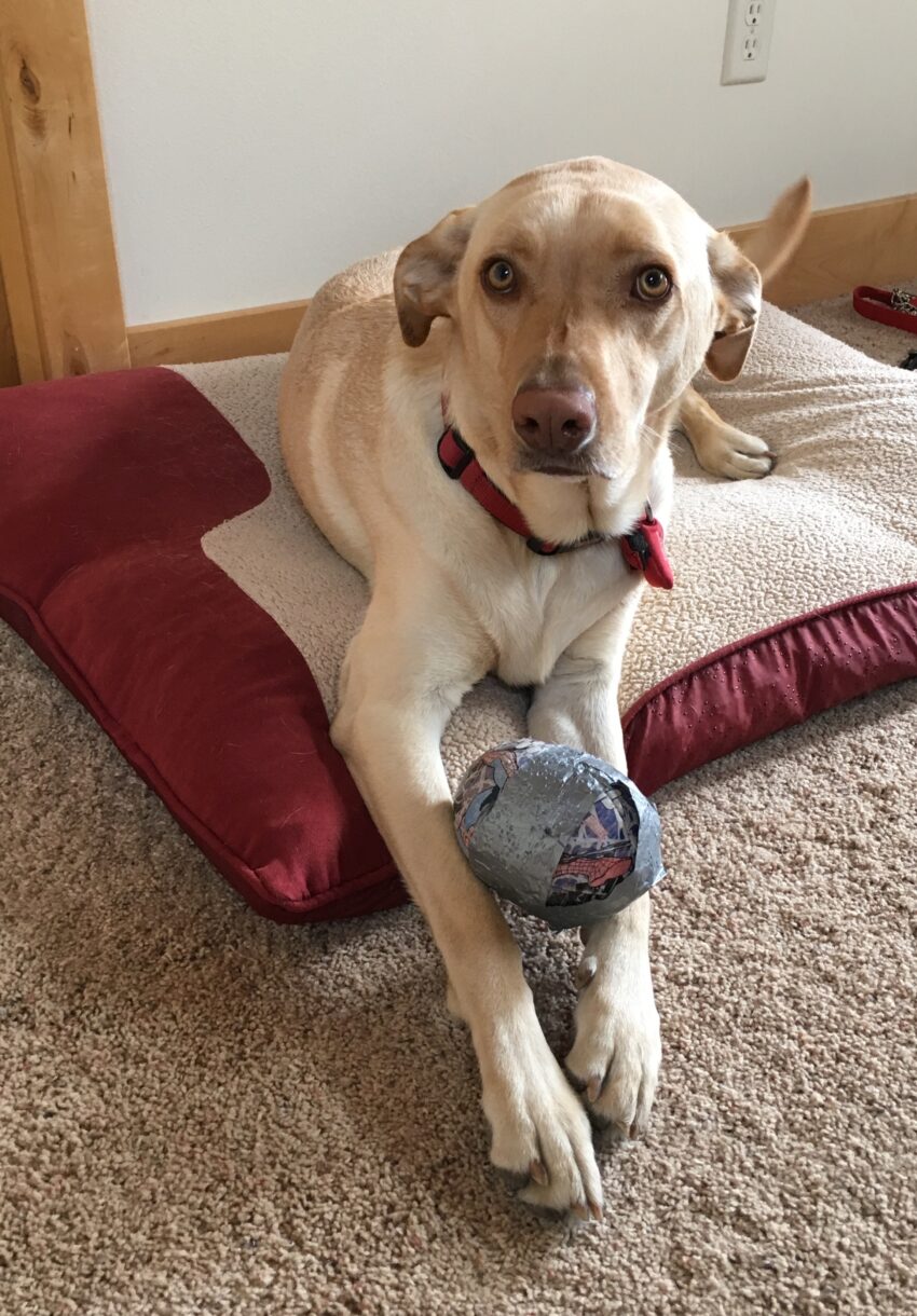 Labrador dog laying in his bed with a football that has been covered with duct tape.