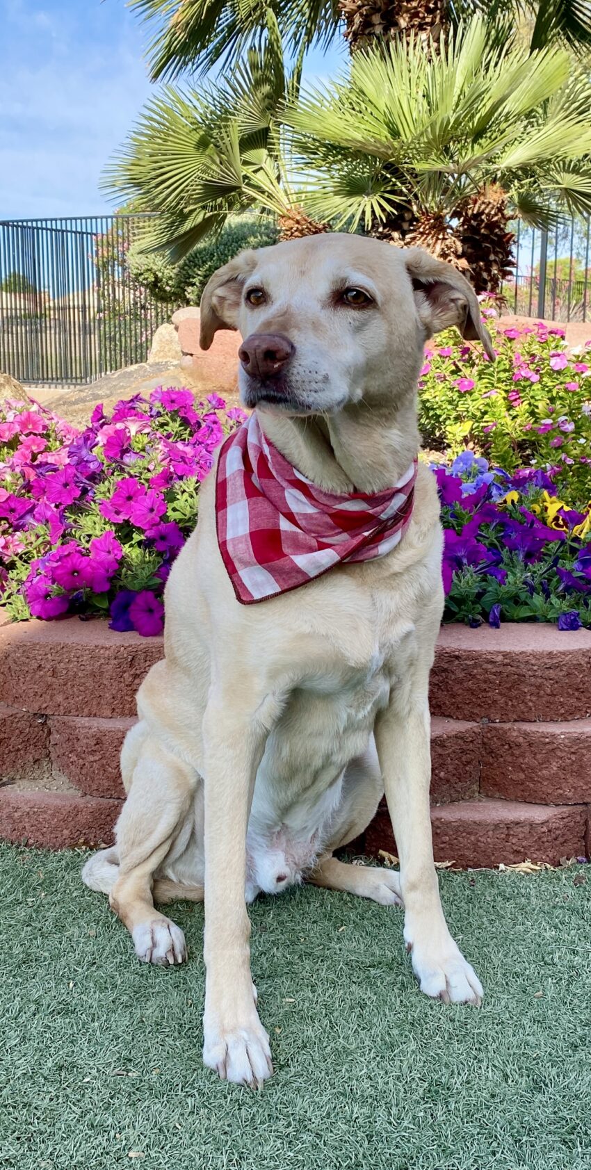 Yellow dog wearing a red checked bandana sitting in front of a flower garden.