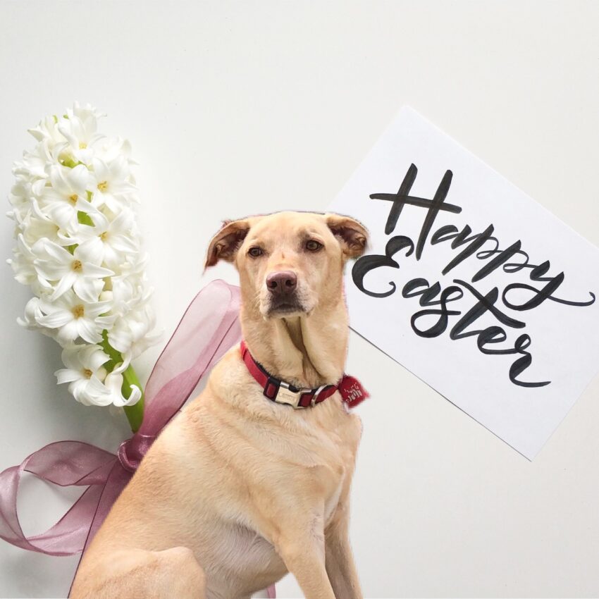 Yellow dog sitting in front of flowers and the words Happy Easter