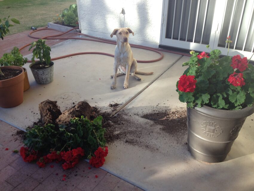 Rescue dog Larry and broken potted plant
