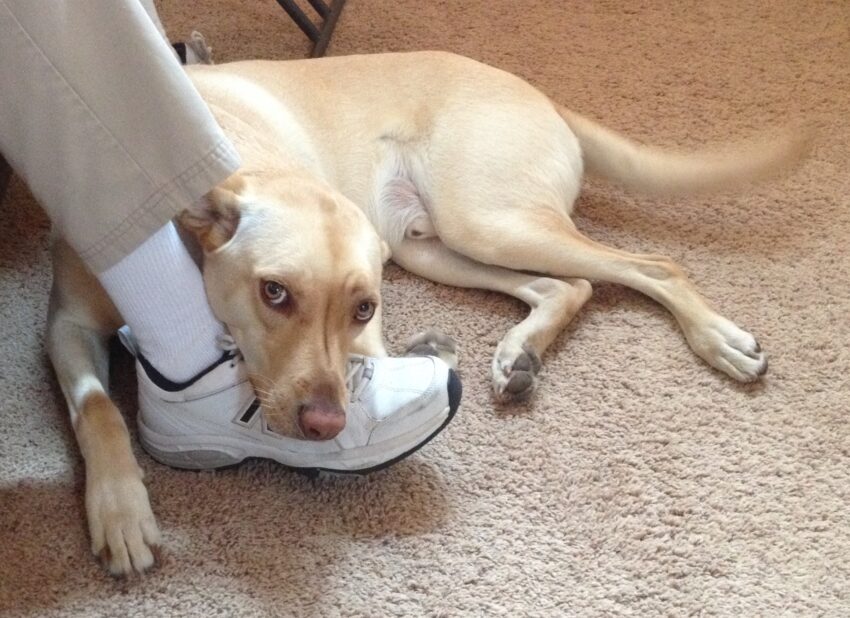 Yellow dog laying on a man's foot.