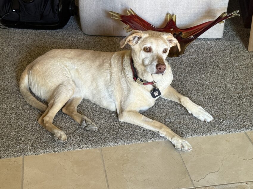 Yellow dog relaxing on carpet and tile