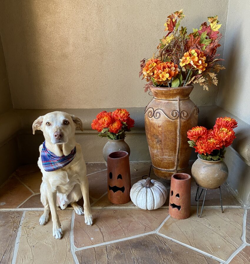 Dog sitting by orange and yellow flowers and pumpkins